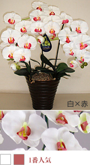 造花胡蝶蘭 3本立ち 白×赤