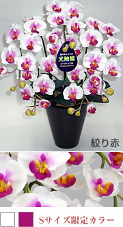 造花胡蝶蘭 3本立ち 白×赤紫