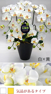 造花胡蝶蘭 3本立ち 白×黄